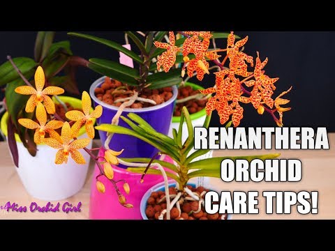 The beautiful Renanthera Orchids - Care tips & Growth habit!