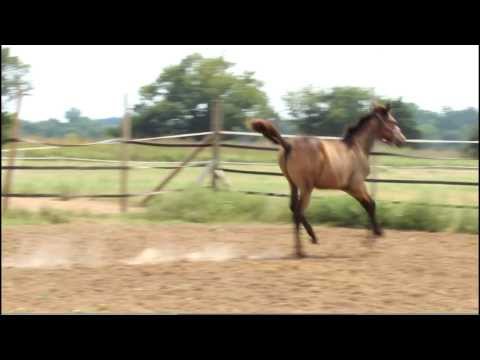 Idyllwild - 2013 Trakehner colt by Grafenstolz