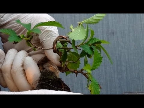 ゴールデンニレ 植物