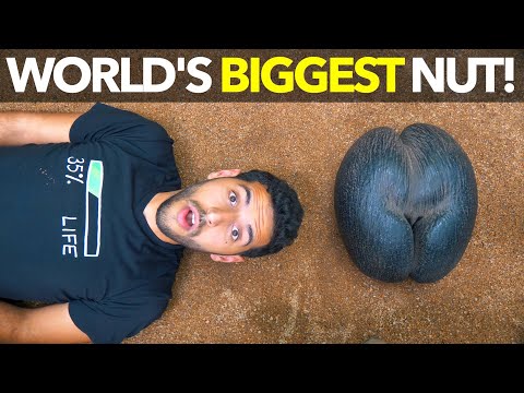 World's Biggest Nut!
