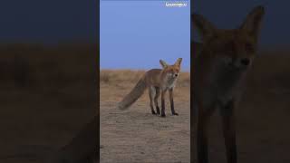 Download lagu Palestine #travel #explore #palestine #wildlife #tours #animals #adventure #trending #digidi #shorts mp3
