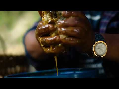 Hunting # Nepal’s # Mad # Honey That Makes You Hallucinate   HONEY HUNTERS