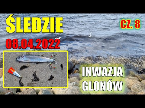 Śledzie 2022 cz. 8. Chwilowe lepsze brania i inwazja glonów 🐟 🎣