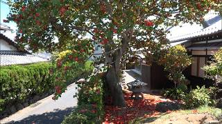 4月16日【びわ湖放送ニュース】草津市・最勝寺で天然記念物指定の樹齢４００年ツバキの花が見頃