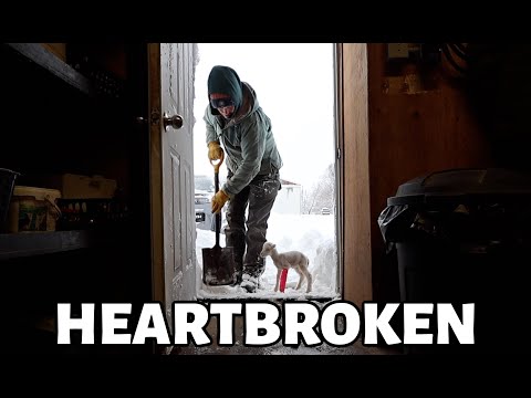 A sad day on the sheep farm.💔