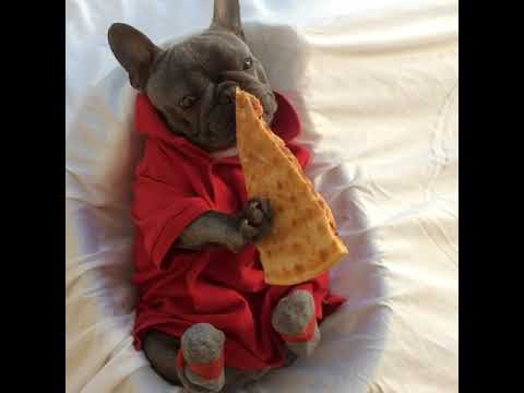 download lagu mp3 mp4 Bulldog Pizza, download lagu Bulldog Pizza gratis, unduh video klip Bulldog Pizza