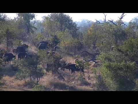 Djuma: African Buffalo herd-Pt:2 - 08:18 - 06/25/20