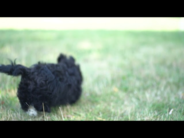 Havanese puppy for sale