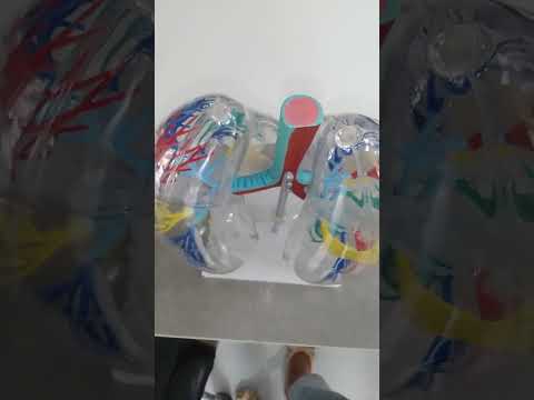 TRANSPARENT LUNGS MODEL