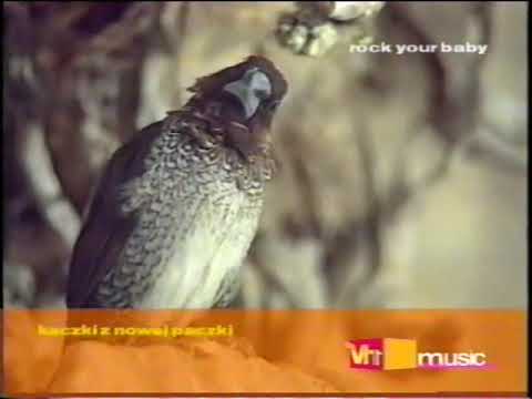 kaczki z nowej paczki -  dziub dziub