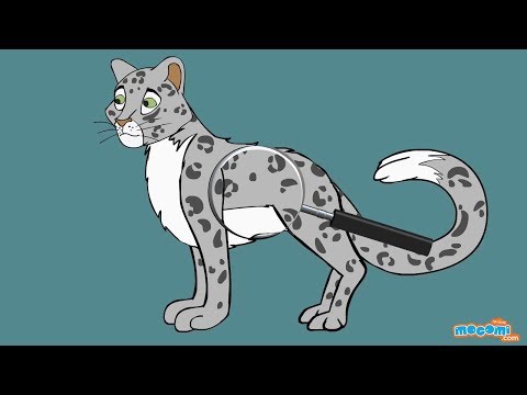 11 Amazing Facts about Snow Leopards - Facts for Kids | Educational Videos by Mocomi Video