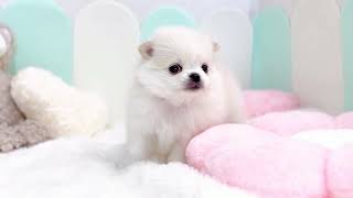 ハーフ犬の動画01