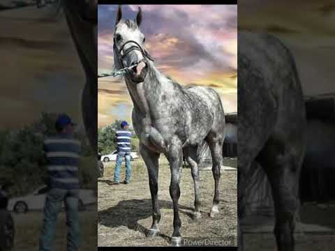 el nuevo comandante y el morro