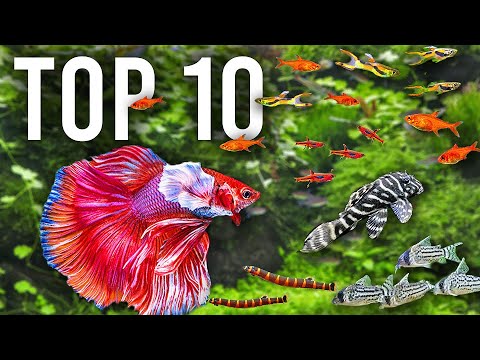The BEST Mates for Betta Fish in Community Tanks