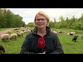 Stad en Natuur: Schaapskudde