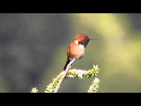 Rufous Hummingbird