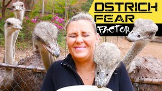OSTRICH FEAR FACTOR ⚠️ Cango - South Africa