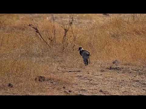 Djuma: Blacksmith Lapwing parent and chick - 07:33 - 08/02/19