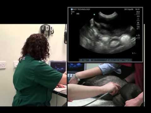 Small animal abdominal ultrasound video 7 HD - Ultrasound exam of the urinary bladder