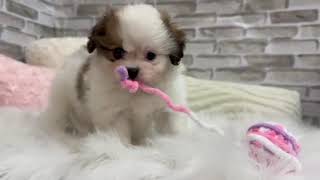 ハーフ犬の動画01