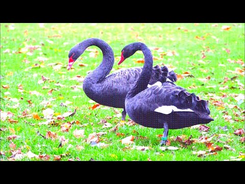 Most Beautiful Duck In The World | Top 10 Geese | KZ World TV