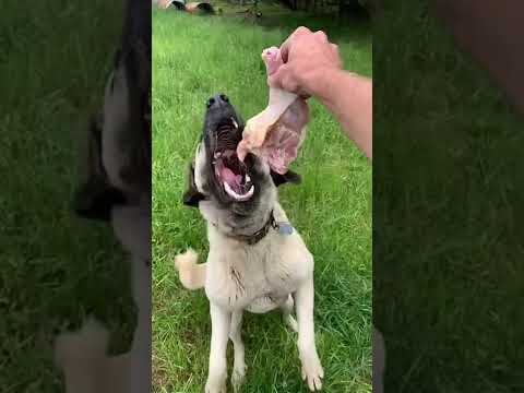 Kangal feeding POV
