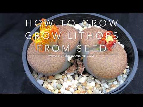 image-What are lithops used for?