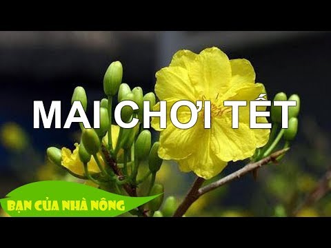 Bí Quyết Nhặt Lá Để Hoa Mai Nở Đúng Tết