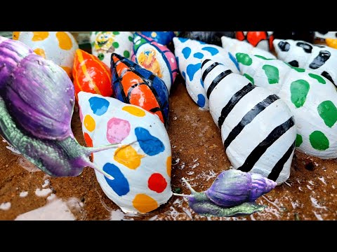 Hunting Snail, Find the treasure of colorful snails, shells, snails, snails character #454