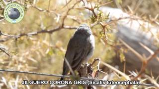 preview picture of video 'Jilguero Corona Gris Sicalis luteocephala'