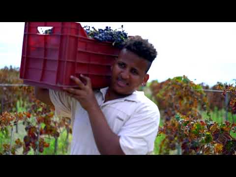 Grape Harvest Time in Camini | Vendemmia Sociale a Camini