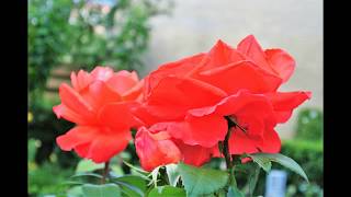 If I Only Had Time By MissMarilyn1962 ( My Version)