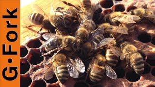 Dead Bees? Hive Inspection Beekeeping 101 : GardenFork.TV