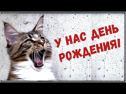 Котятам исполнился год! Праздничный выпуск.