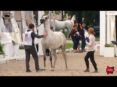 N.55 NEDAL AL KHALEDIAH - Polish Nationals 2018 - 7-10 Years Old Mares (Class 8)
