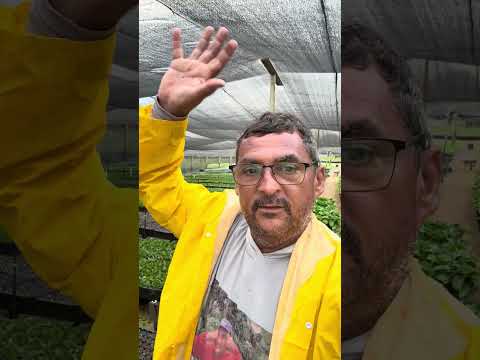 Clonando até no domingo