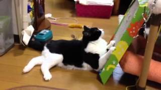 だらしない爪とぎ。Scruffy scratch cat.