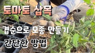 토마토 좋은 품종 삽목  방법만 알면 진짜 간단 토마토모종 삽목