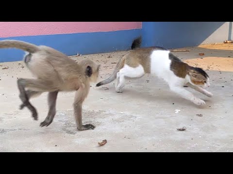 Cat vs monkey fight :#shorts#youtube