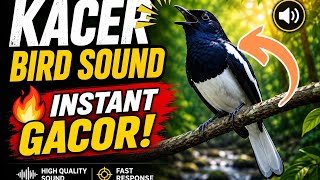 Download lagu “Suara Burung Kacer 🔥 Gacor Instan!”@Pjlpsemper mp3 Download lagu “Suara Burung Kacer 🔥 Gacor Instan!”@Pjlpsemper mp3