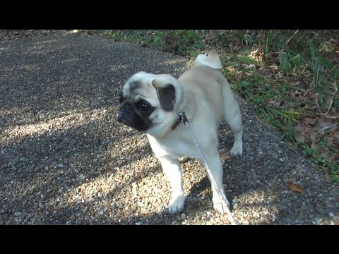 pug nico 423 / パグ 「にこ」 2016.01.31  体重5.4kg