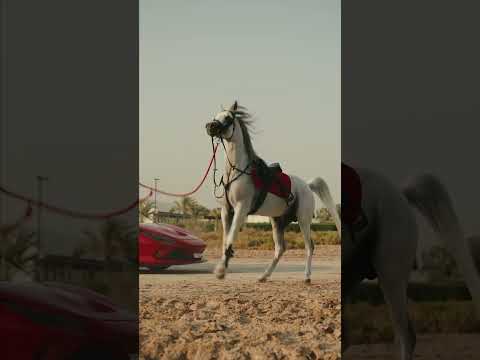 Wow, a Ferrari F8 spider and the best horses