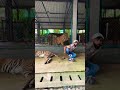Tiger Attacked Me Shorts Lakhneet Ashortaday