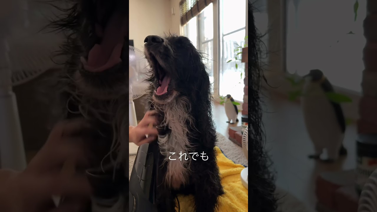 ペットとの暮らしにポータブル電源があれば