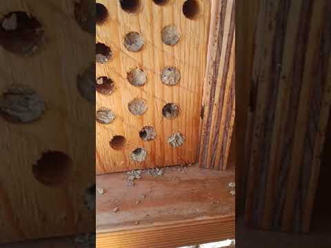 Das große Schlüpfen