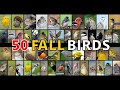 FALL BIRDS to be on the LOOKOUT for | NORTH AMERICA