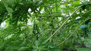 파파야 재배 매출 종합정리 papaya มะละกอ