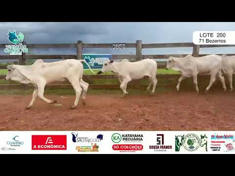Lote 200 - 71 Bezerros Nelore 8 meses - Novo Planalto-Go