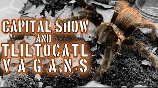 Tliltocatl vagans rehouse and Capital Show thoughts #tarantula #tarantulas