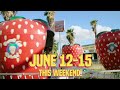 Solano County Fair 2025 This Weekend Only June 12 15 In Vallejo CA